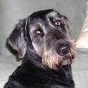 Larry Fraley - @SennaFraley - Twitter