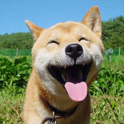 かわいい 犬画像 Kawai Inu5 Twitter