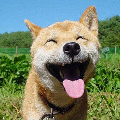 かわいい 犬画像 Kawai Inu5 Twitter かわいい 犬画像 Kawai Inu5 Twitter