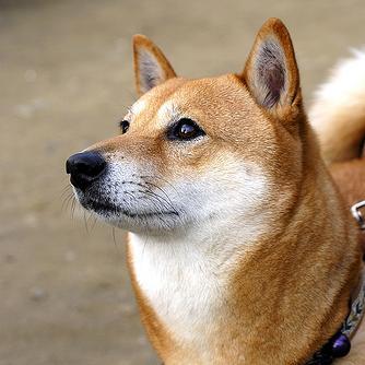 犬の画像をツイートしてTLを癒すbot