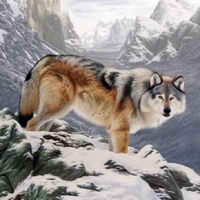 Amandathewolf's profile picture. 