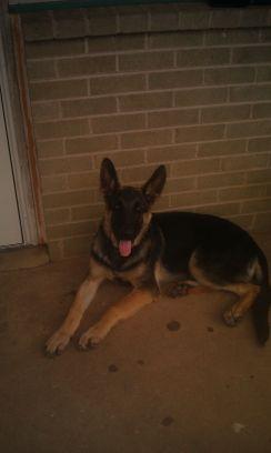 ashleymerr1's profile picture. 