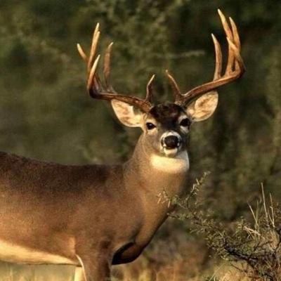 im just a deer trying to make a living.
