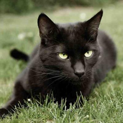 Hello I'm Moonpelt, I am Sunstars younger brother, and unlike him I have powers gifted by Starclan, I can control the shadows around me mate: none moons 19