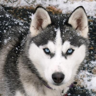 Hi name's Pax i'm a Siberian Husky i'm the lead dog of my sled team i'm a bit hard headed and i trust almost everybody //Quite young but wise// Age:2