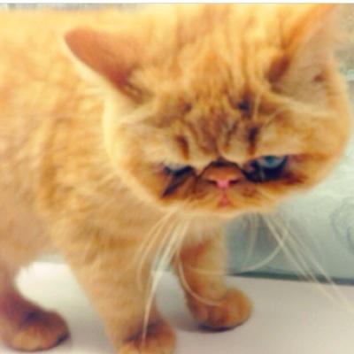 follow @justinskittyy bc she just gave you this free follow :)