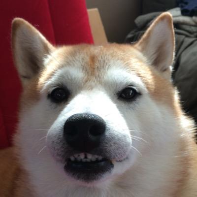 我が家の、かわいい愛犬の柴犬・哲（テツ）の15秒動画をYouTubeに、不定期でUP、写真は毎日1枚以上UPしていきます☆ ここでは、動画の更新情報や哲の近況報告などをツイートします(^○^) 是非、ほのぼのしてください^_^