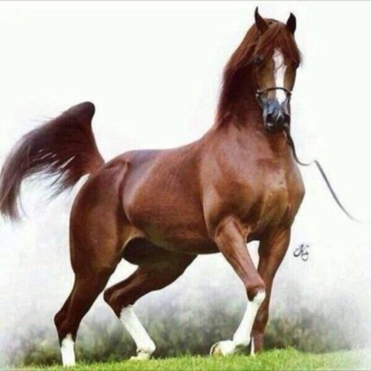 لا اله الا الله محمد رسول الله
