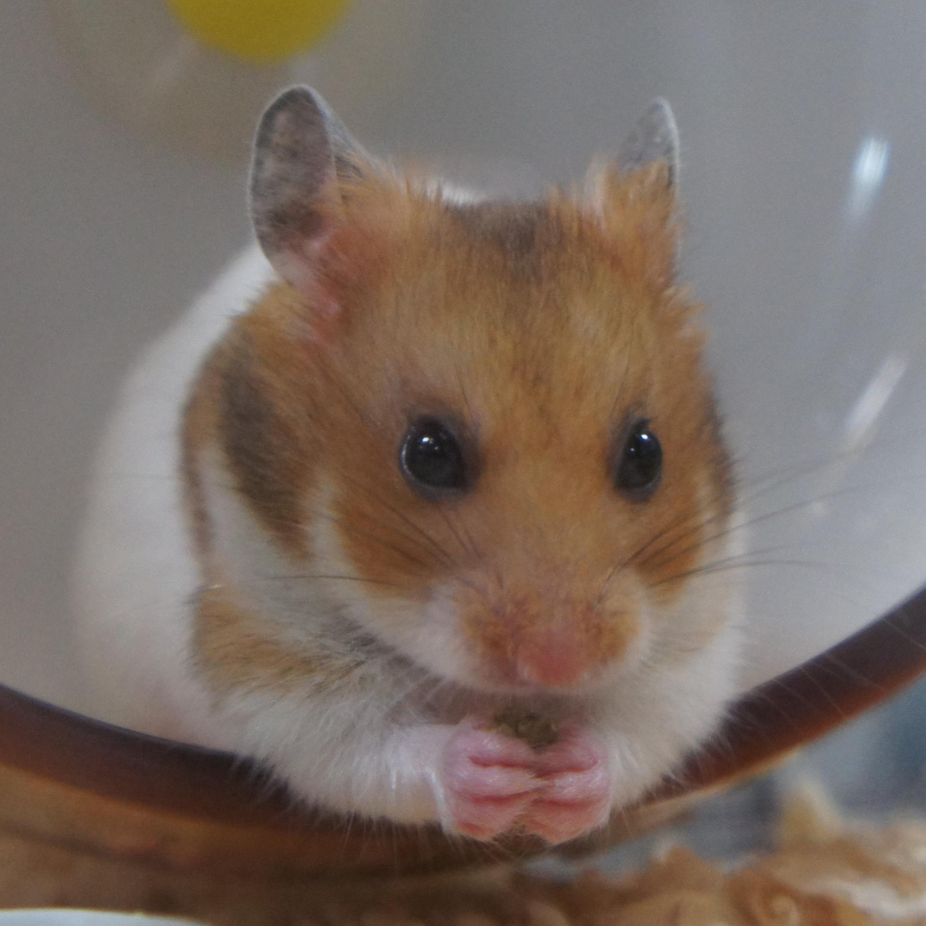 bibihamch's profile picture. ハムスターの可愛さを
皆さんと共有したいです。
動画を通じて様々な情報交換を
していきましょう！
I am a hamster breeder.