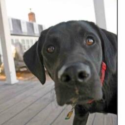 kapurtwit's profile picture. 