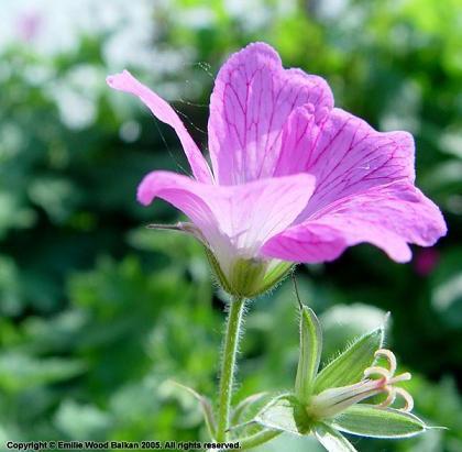 uzzol463's profile picture. 