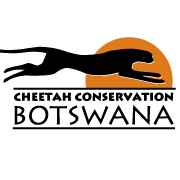 CCB Cheetah Botswana