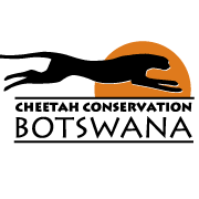 CCB Cheetah Botswana (@cheetahbotswana) 's Twitter Profile