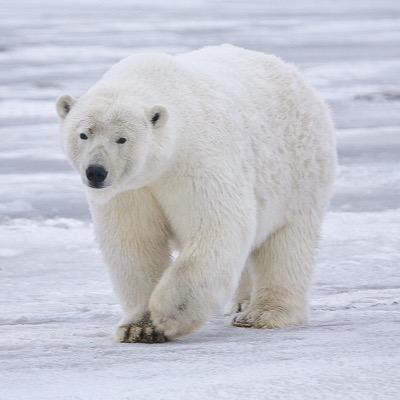 Grew up in Alaska. Love eating Seals. Twice divorced with 2 Cubs.