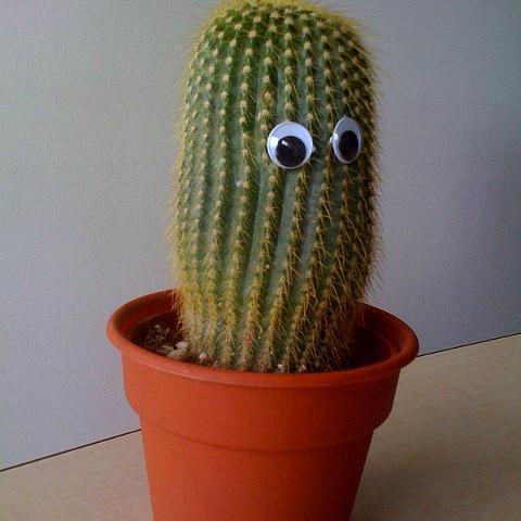 kaktusredz's profile picture. Esmu ass kā čili pipars,karstasinīgs kā Migels no ''Mīlestība sāp kā nierakmenis 
Man patīk spāņu seriāli un šausmenes,aizraujos ar batikošanu un Meksiku.