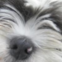 Lori Schelhas (@mcloriluv) 's Twitter Profile