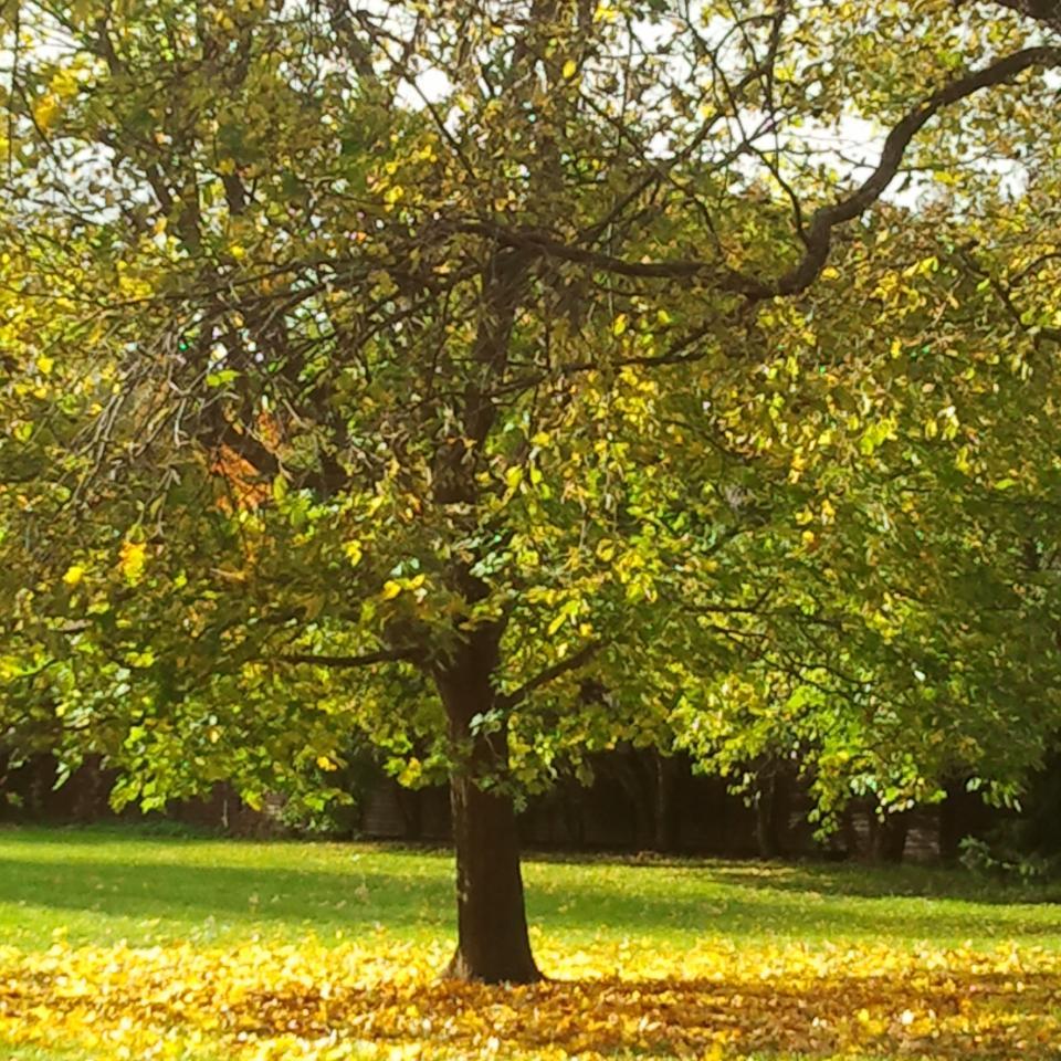 PMText_Finland's profile picture. Translation services                     Finnish, French, English