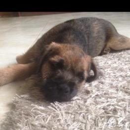 helprockyhome's profile picture. Rocky is a friendly Border Terrier from Chadderton, Oldham. Missing since 11/12/14. He is microchipped. Please help us find Rocky and get him back home