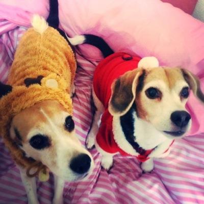 ビーグル犬、蘭と宙のママです。 蘭ちゃん2003.1209生〜🌈2021.12.10 宙2008.1.6生〜2024.8.21🌈