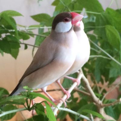 シナモン文鳥と暮らしてます。ふらふら徘徊してます。