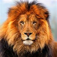 Hannibal Trent (@springlionsroar) 's Twitter Profile