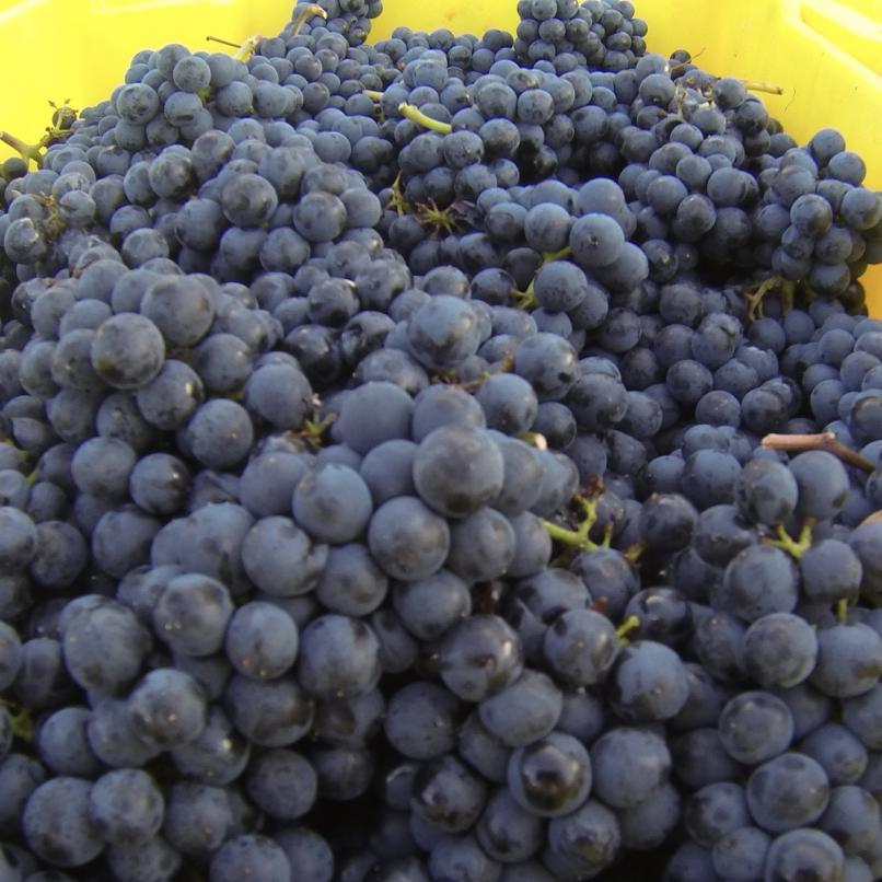 chijourno's profile picture. Carrie Miller is a #Chicago based freelance #journalist who writes about #climatechange, including effects on #food, #wine and #travel. https://t.co/7zehfipEpe