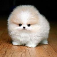 秀逸な犬 (@dog__movie) 's Twitter Profile