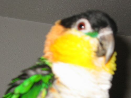denise Profile