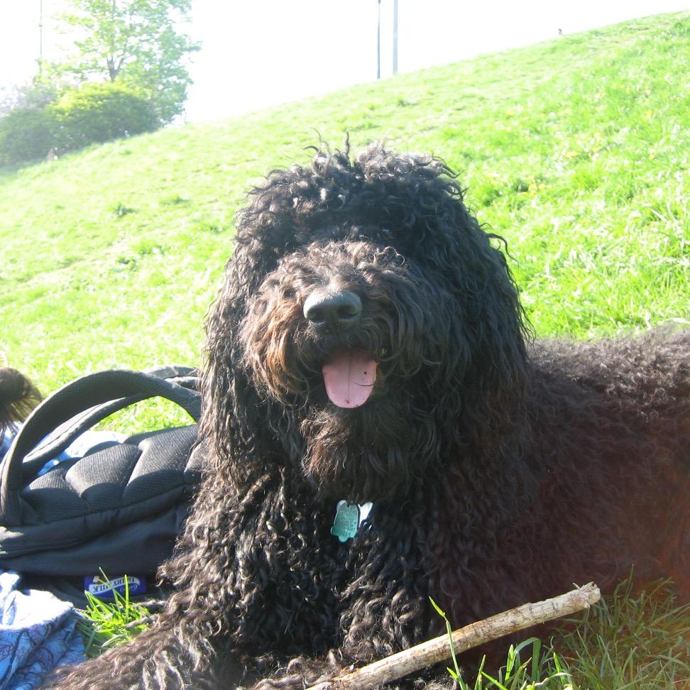 Yurkenbaum's profile picture. I'm a French Water Dog. Like a Portuguese Water Dog, but ruder and less useful in battle.