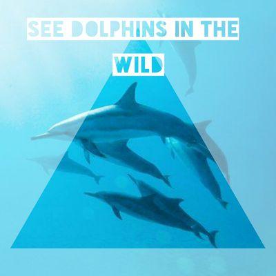 We are against the keeping of cetaceans in captivity for human entertainment and believe that captivity should be phased out once and for all.