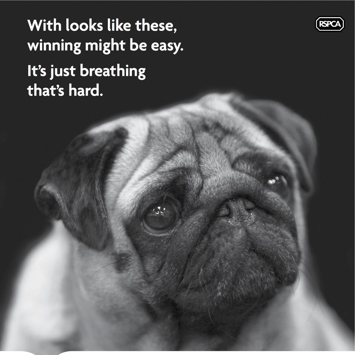 AnimalSoc's profile picture. The Leeds University Union Animal Welfare Society