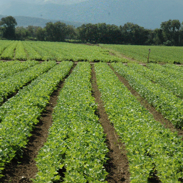 Somos una Empresa dedicada a la Produccion, Venta y Distribucion de Insumos Agricolas y Pecuarios, BioFertilizantes, BioControladores de Plagas