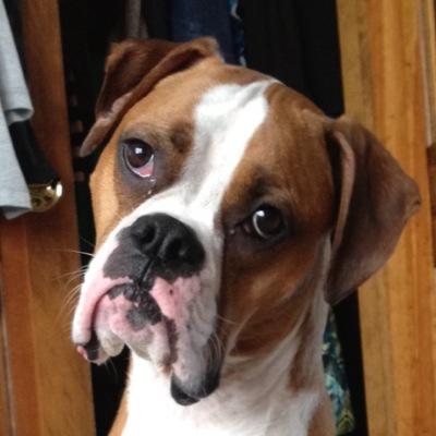 Boxerdogfanpage's profile picture. Hi everyone! I created this account because I love Boxers. My dog's name is Tyson he is 5. Feel free to send pictures of your Boxer and I will RT and Follow!