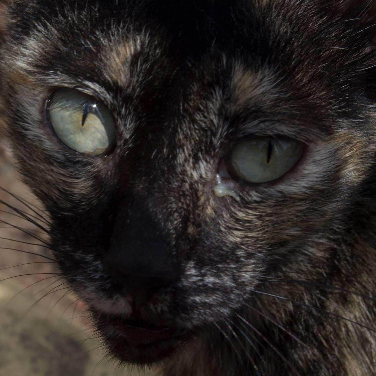 Protectora Zarpitas Urbanas cuyo principal objetivo es el control de colonias de gatos en Sevilla mediante el CER (Capturar-Esterilizar-Retornar).