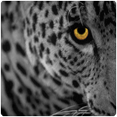 leopardtricks's profile picture. 