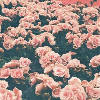 🌸