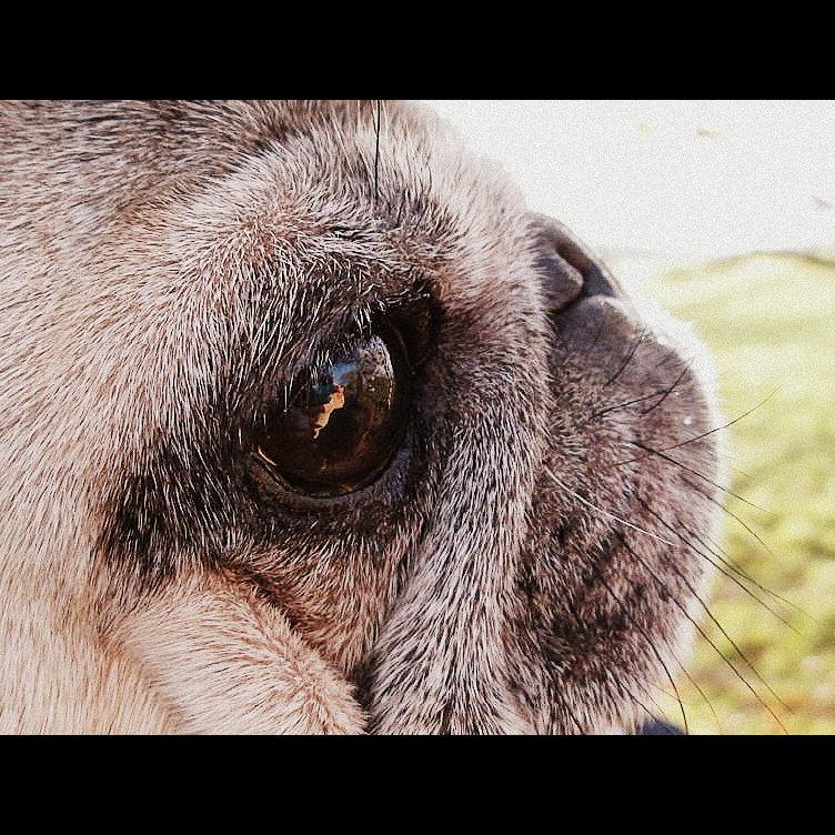 My darling little Sally has left us devastated Im so glad we got to love her. RIP little Sallypug x I'll always love you. Digby has taken over this account….