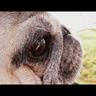 Sallypug's profile picture. My darling little Sally has left us devastated Im so glad we got to love her. RIP little Sallypug x I'll always love you. Digby has taken over this account….