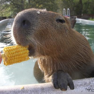 fuckcapybara's profile picture. 