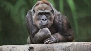 markSA74's profile picture. 🇮🇱🎗️🇺🇦