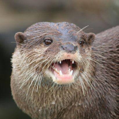 カワウソ好き(永遠の)一年生です。
推しウソは市川のムツキファミリー。
(ヘッダーは流しカワウソより(マロンちゃん)) 
ひとつよしなに～