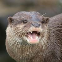 たかつん@ (@taka2n_otter) 's Twitter Profile