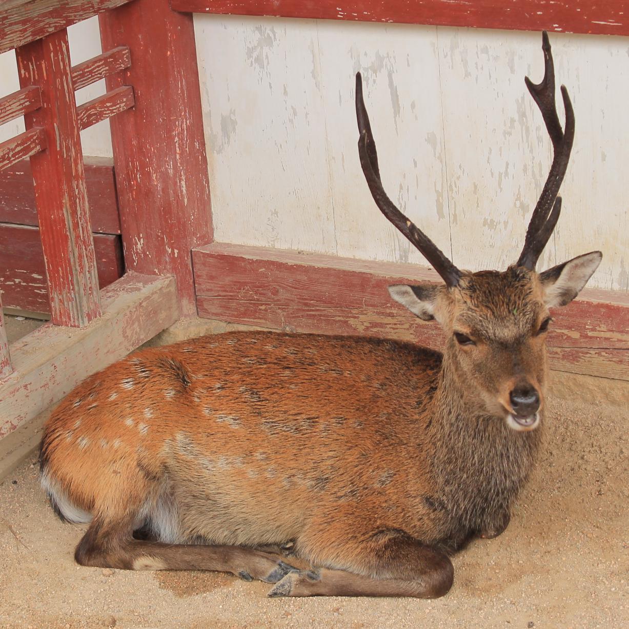 Strike_Fortress's profile picture. 跡地