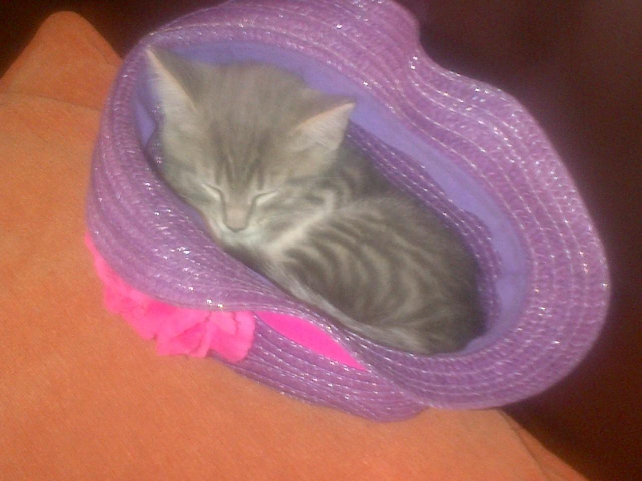 Imaan_55875's profile picture. Re-tweets and likes are an endorsement.