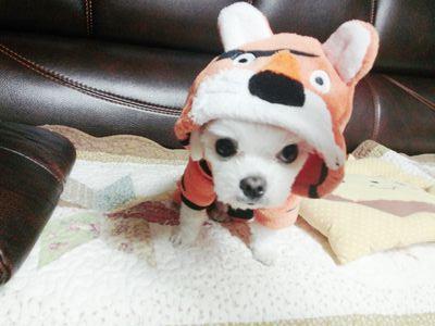 말티즈. 머리가 작아서 부럽다.