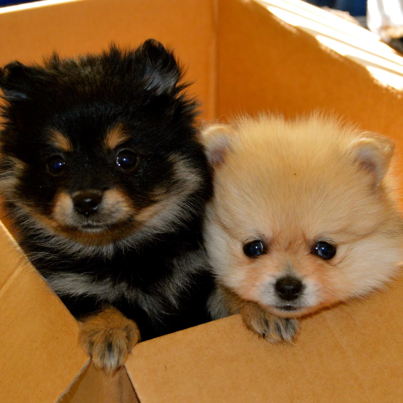 Rexburg's first puppy rental! Coming January 2015! Check out http://t.co/iKEv50VF7y for more details!