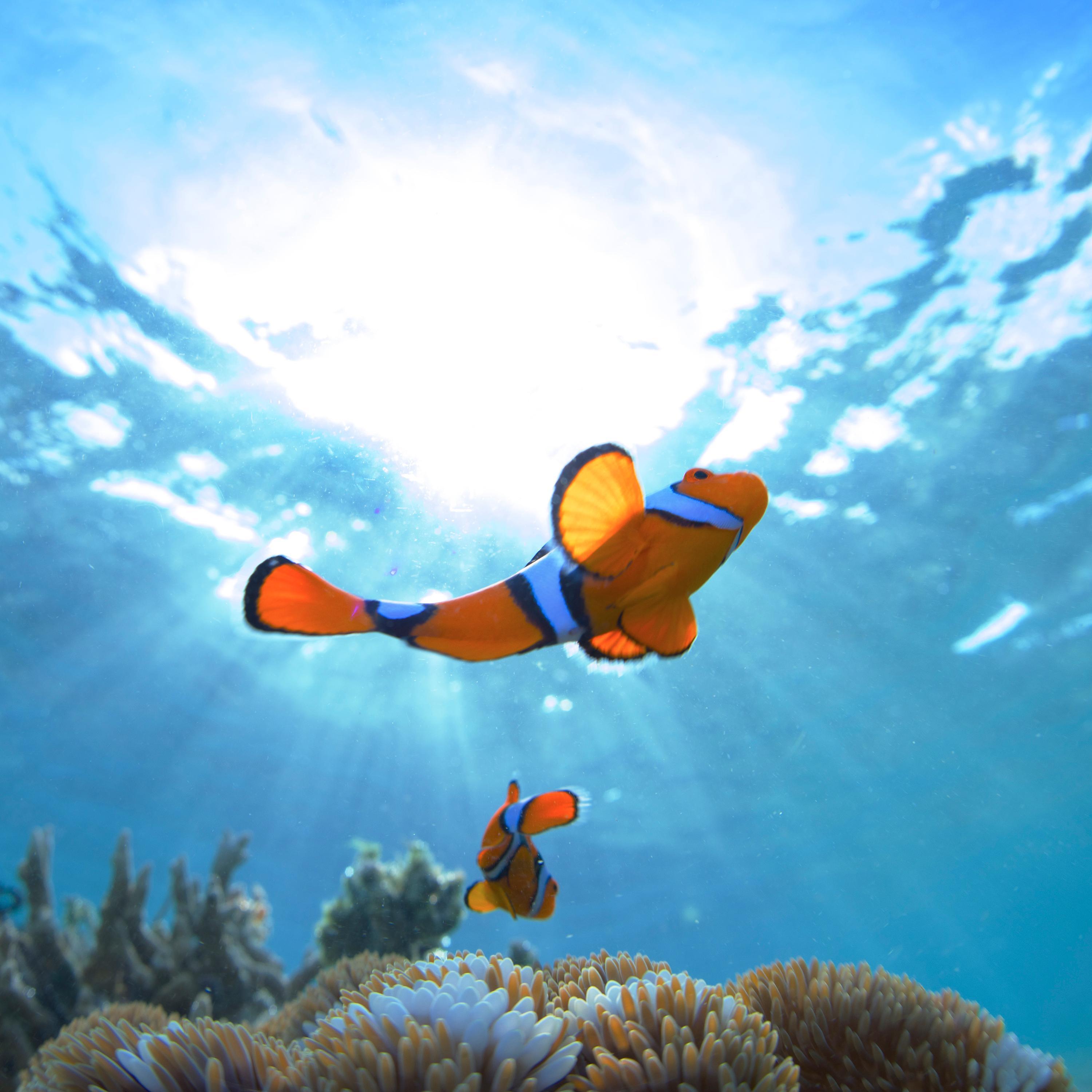 PNGTourismJapan's profile picture. 「南太平洋最後の楽園」と言われるパプアニューギニア。そこには美しい海と、山々の深い緑、長い歴史の中で受け継がれた伝統の文化が息づいています。