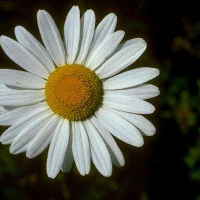 sazal336's profile picture. Student