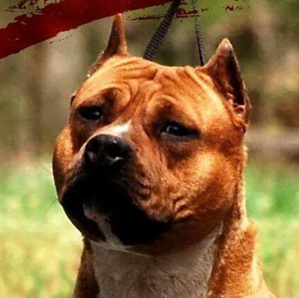 #e-Ruffian.com #AmericanStaffordshireTerrier #Kennel
✉ info@e-Ruffian.com ✍ #Amstaf #Amstaffs
Where Beauty, Temperament & Quality are Paramount #Amstaff