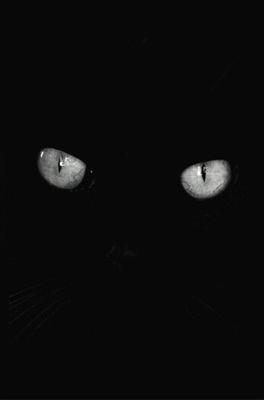 SuicidalNighmea Profile Picture